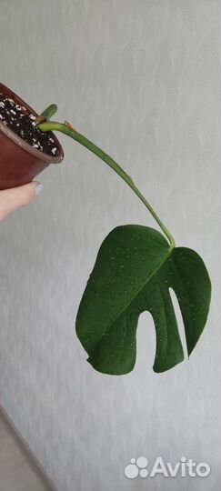 Монстера укорененные черенки