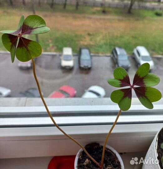 Оксалис Деппе,Кислица(комнатные,садовые растения)