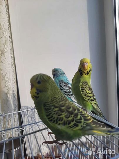Попугай чех(классические)и волнистые попугайчики