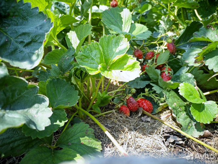 Рассада клубники 