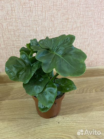 Филодендрон Атом