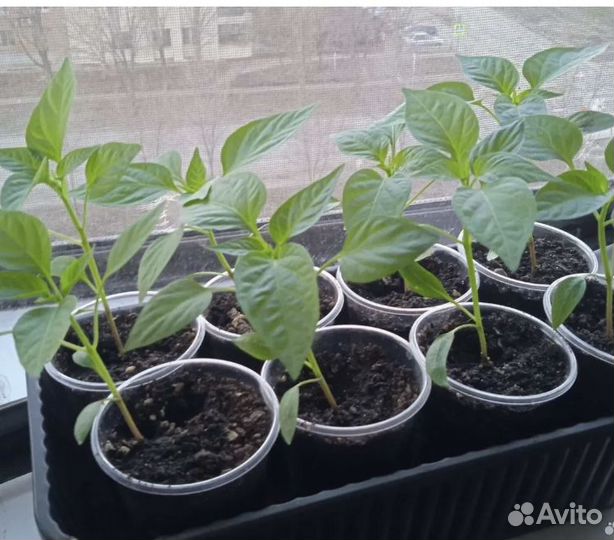 Перец халапеньо рассада