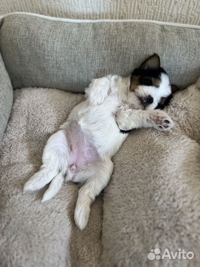 Бивер девочка