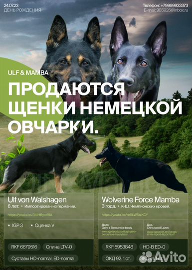 Щенки немецкой овчарки