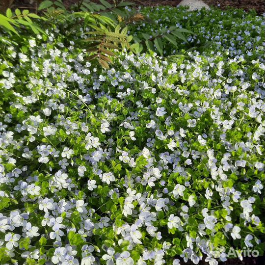 Нитевидная вероника, яснотки, ясколка, барвинки