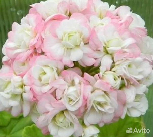 Пеларгонии