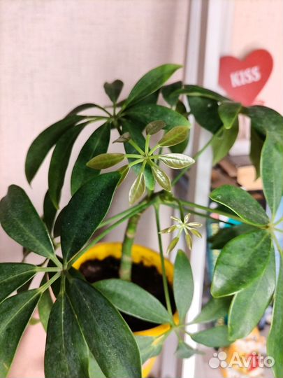 Шеффлера Нора