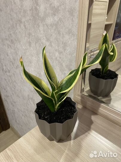 Сансевиерия