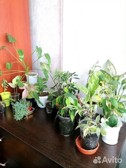 Домашние растения из личной коллекции