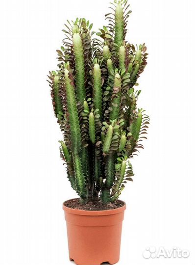 Эуфорбия Тригона Рубра / Euphorbia Trigona Rubra