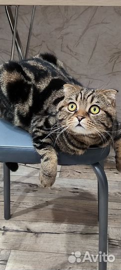 Шотландский кот вислоухий