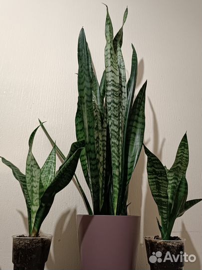 Сансевиерия, щучий хвост, тёщин язык