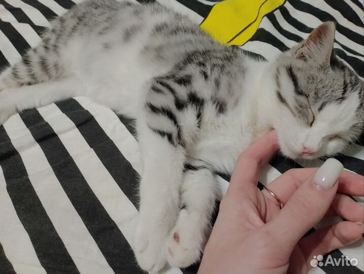 Котенок в добрые руки