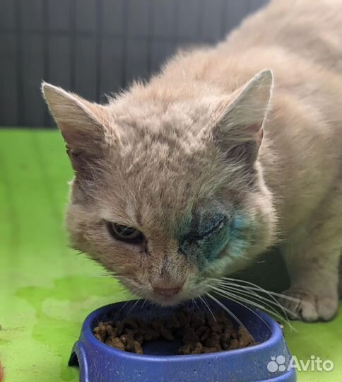 Котик в добрые руки