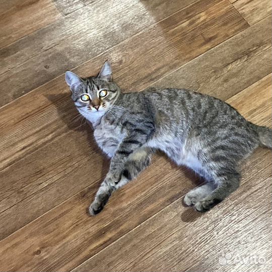 Котёнок девочка