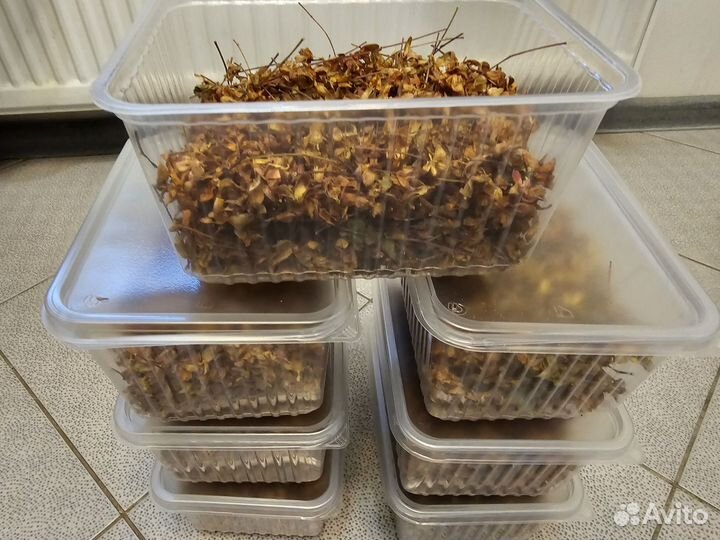 Чашелистники (кукли) морошки