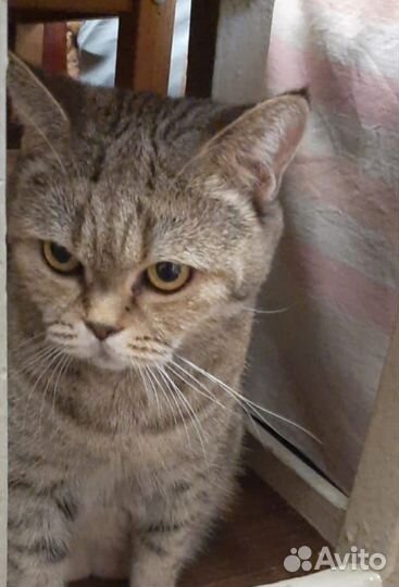 Ищет дом Марусенька