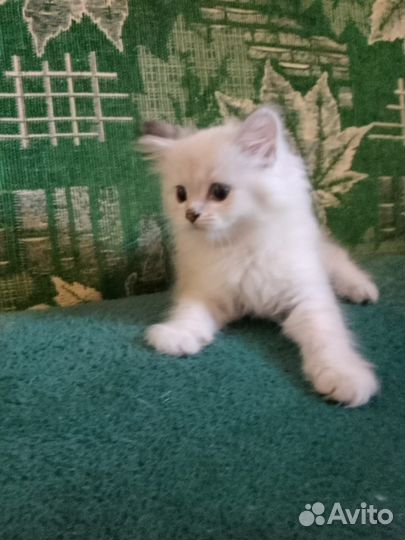 Шотландский котёнок