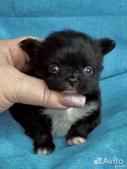 Миники и малюськи