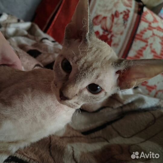 Донской Сфинкс Котята
