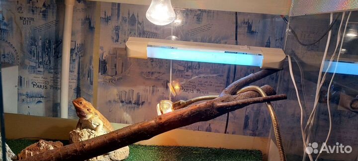 Террариум для рептилий бу