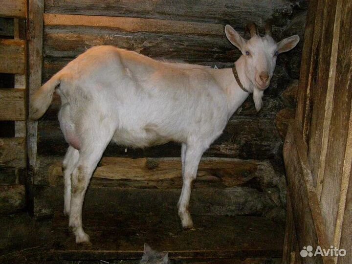 Зааненская коза