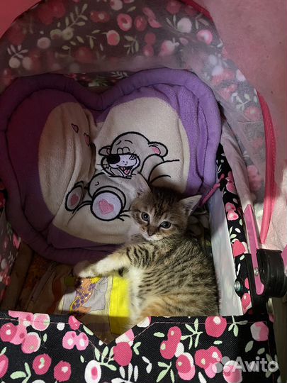 Кошка