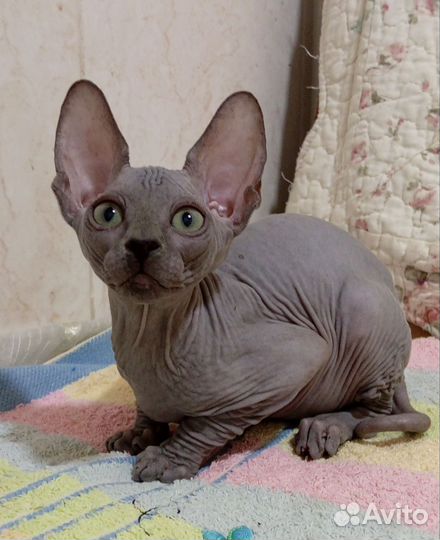 Канадский сфинкс