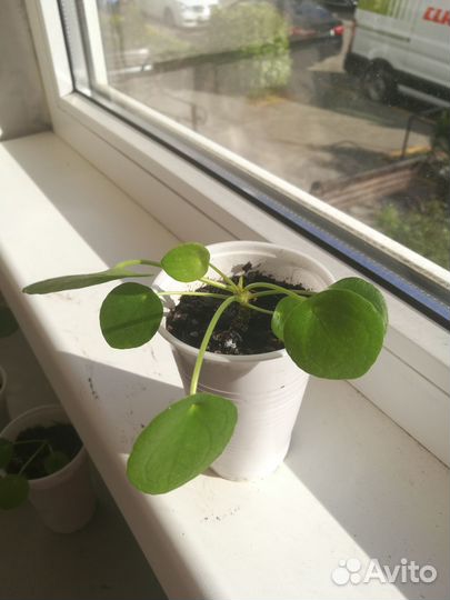 Пилея пеперомиевидная