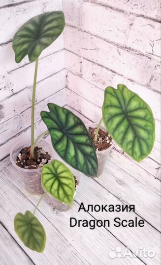 Алоказии