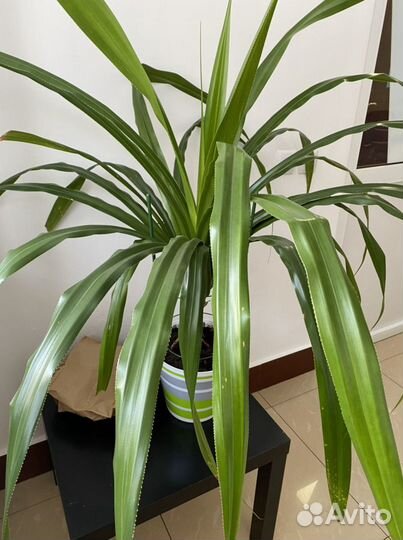 Панданус пальма
