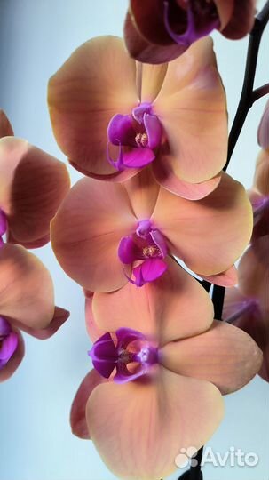 Орхидеи фаленопсис цветущие сортовые