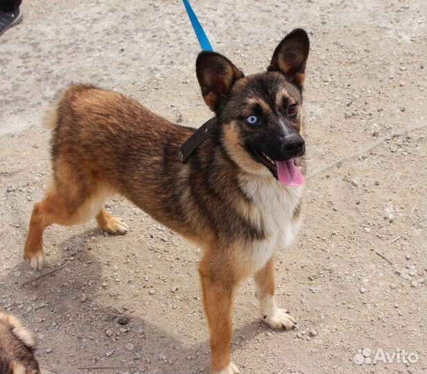 Собака в дар