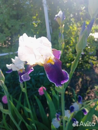 Ирисы, бадан, лилия