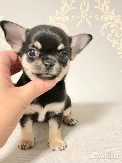 Девочка чихуахуа