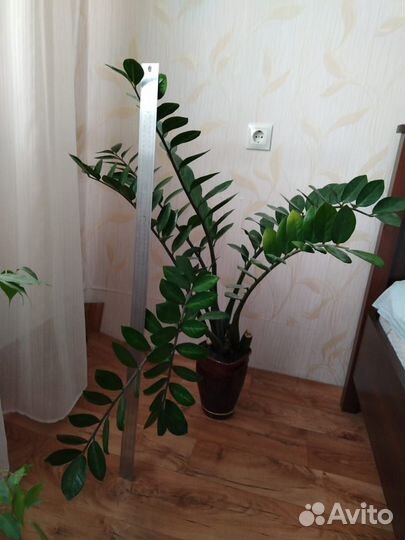 Замиокулькас