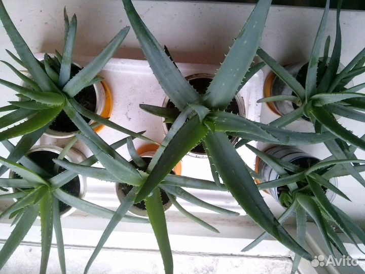 Продам алое
