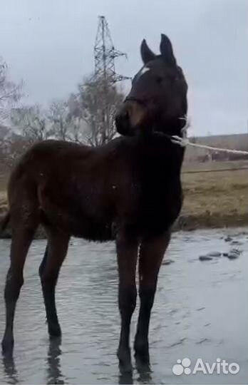 Английский жеребец