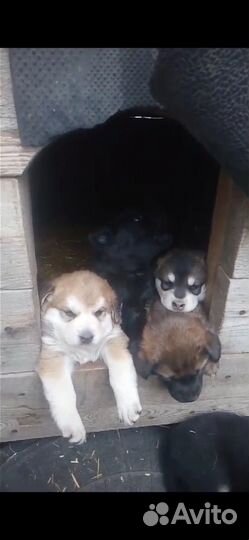 Щенки в добрые руки