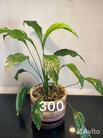 Спатифиллум