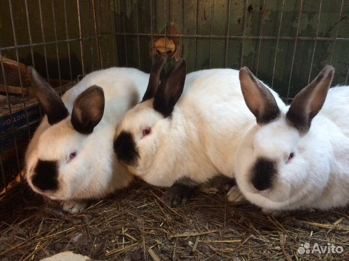 Калифорнийцы. Крольчата, Гатчина. спб