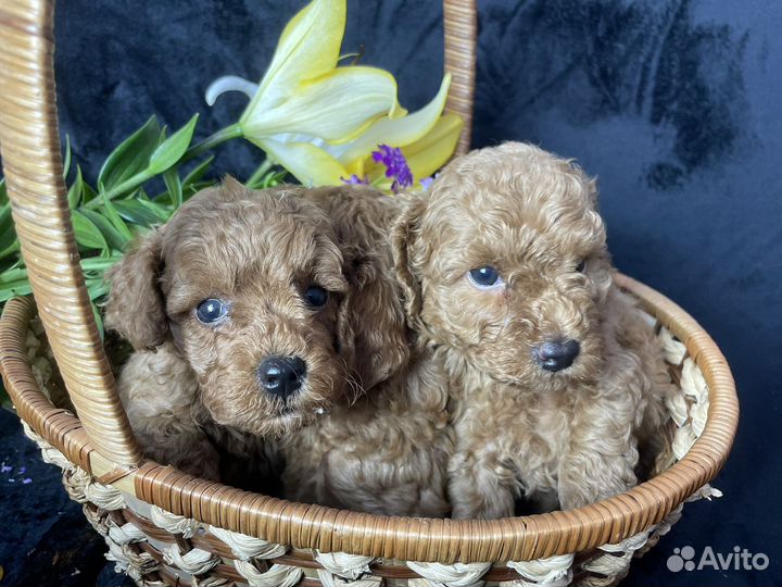 Щенки той пуделя