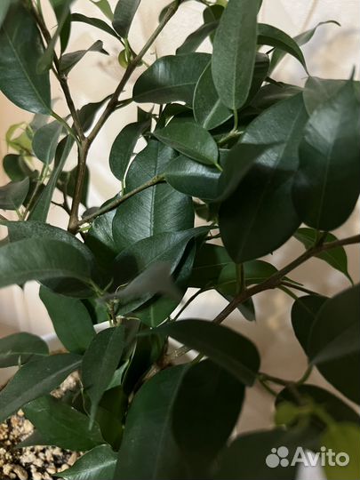 Фикус бенджамина