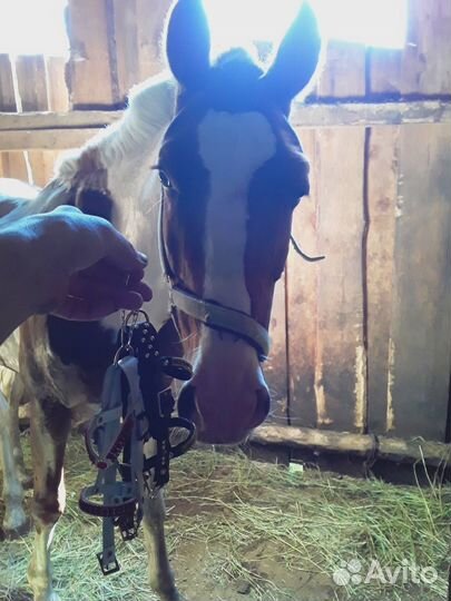 Уздечка для лошади в миниатюре, налобные