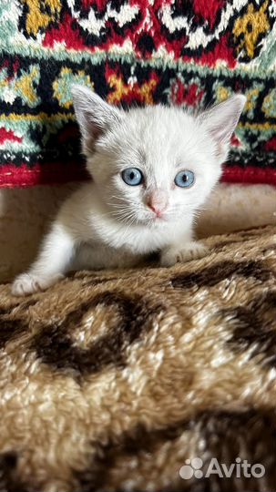 Котята