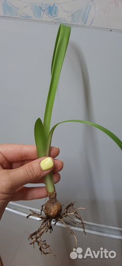 Сеянец гиппеаструма