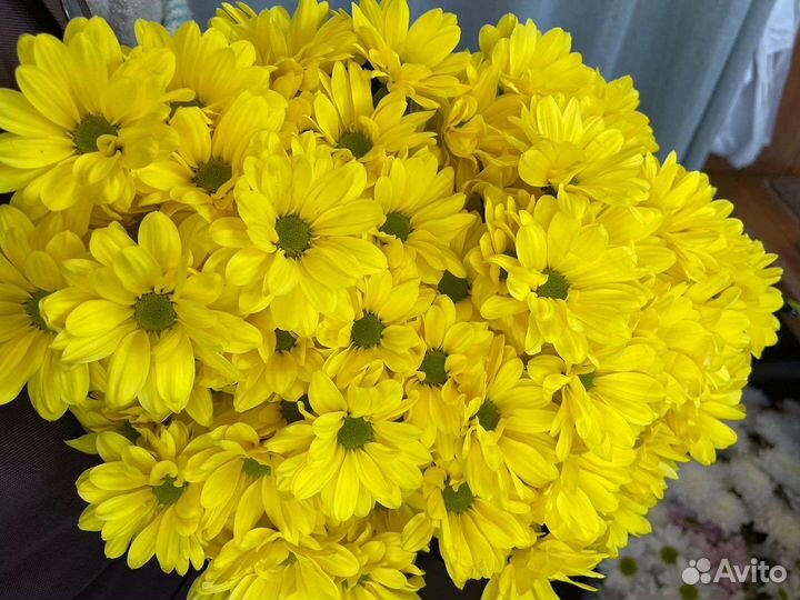 Ромашка хризантема Букет