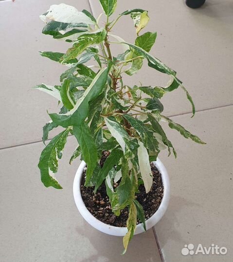 Фикус Ракемоза вариегатная