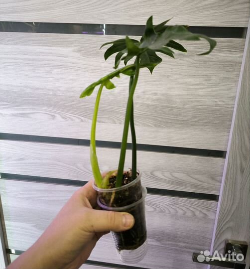 Филодендрон варшевича