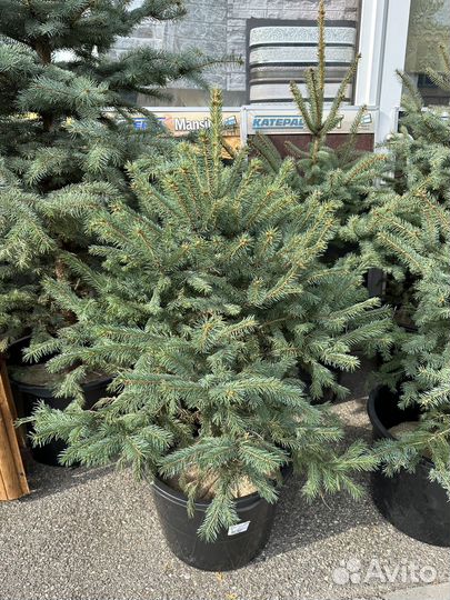 Ель голубая